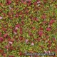MP-114 meadow blend: spring green with pink flowers