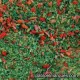 MP-143 meadow blend: spring green with red flowers