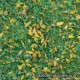 MP-142 meadow blend: spring green with yellow flowers