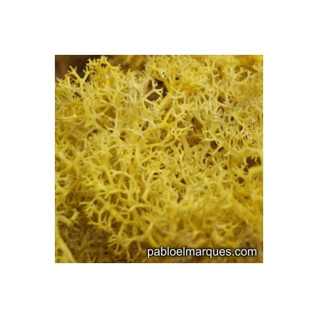 L-5 Dyed lichen: yellow