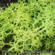 L-1 Dyed lichen: yellow green
