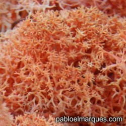 L-6 Dyed lichen: orange