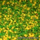 J-01 Garden: yellow flowers
