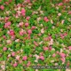 J-03 Garden: pink flowers