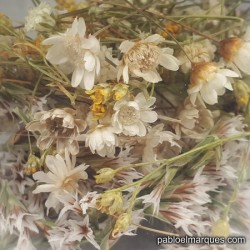 Flores Blanco / Natural