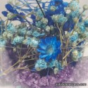 Flores Azul / Violeta