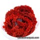 Climbing plant: Red